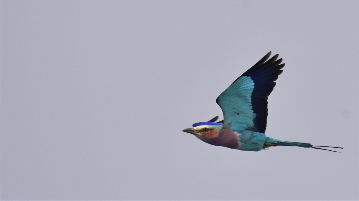 Lilac-breasted Roller - ML215355051