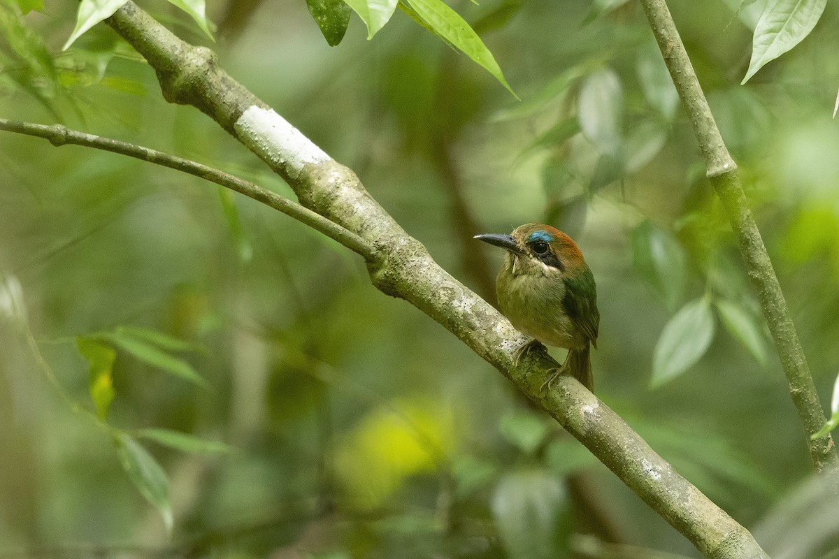 Tody Motmot - ML215355251