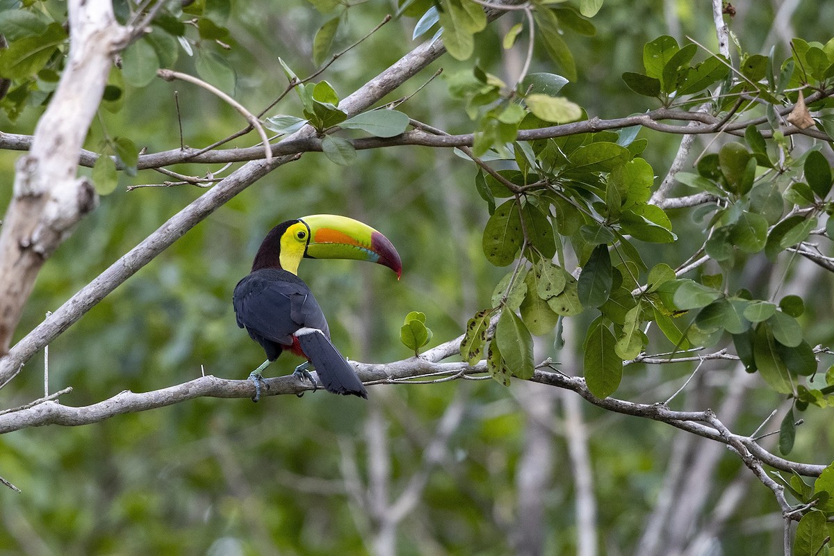 Keel-billed Toucan - Niall D Perrins