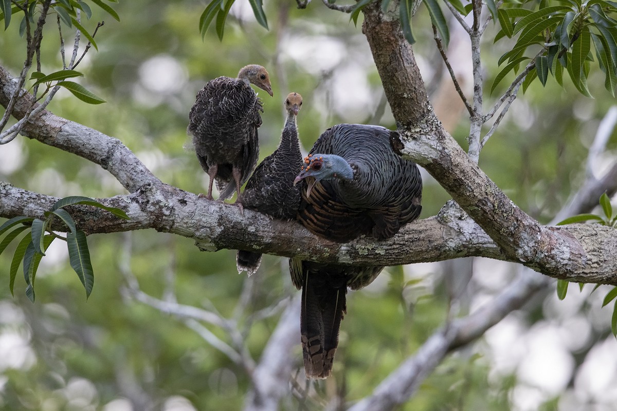 Ocellated Turkey - ML215355781