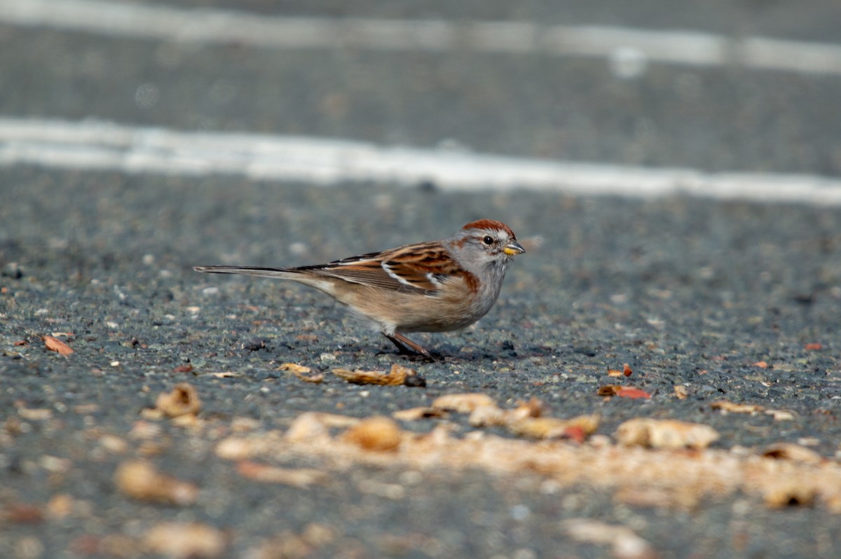 American Tree Sparrow - ML215356601