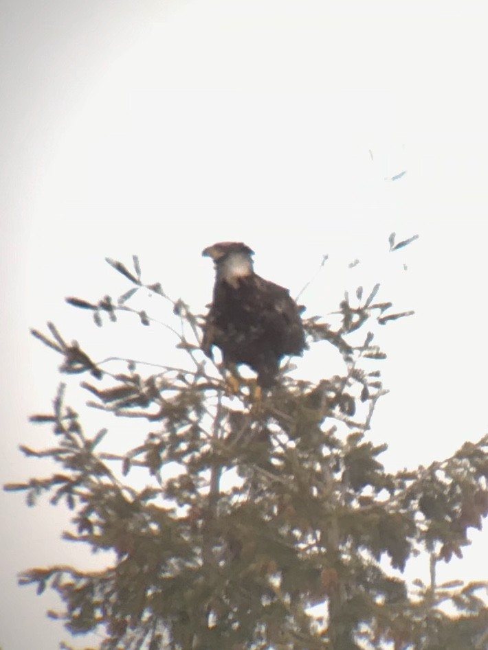 Bald Eagle - ML215357201
