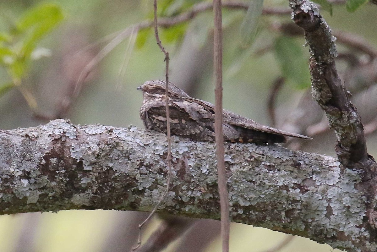 Eurasian Nightjar - ML215358971