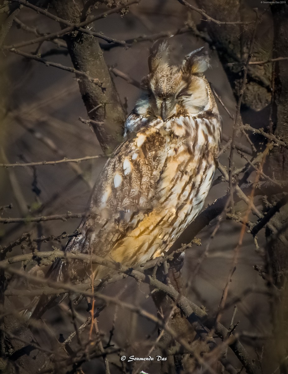 Long-eared Owl - ML215359131