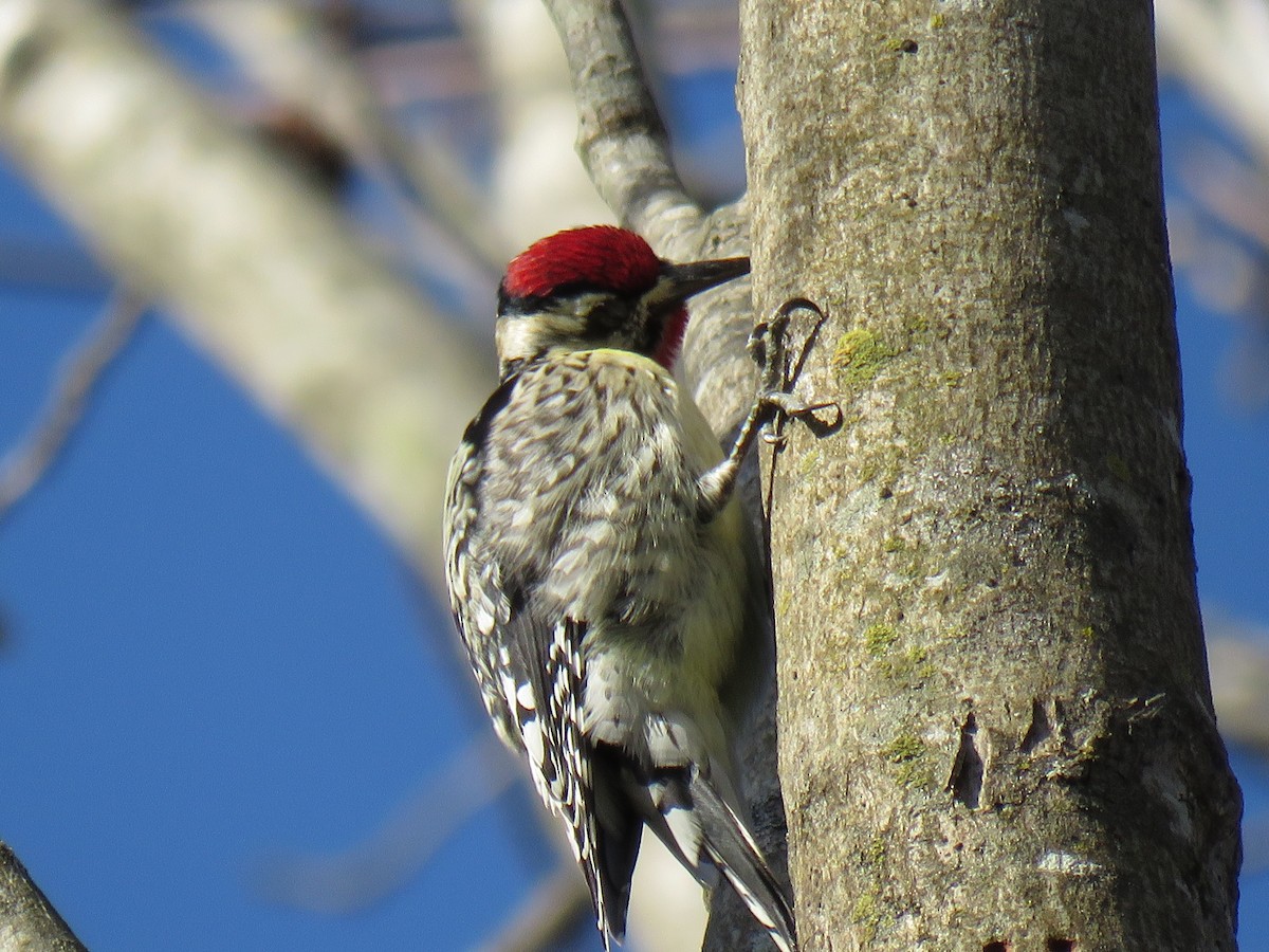 Yellow-bellied Sapsucker - ML215361071