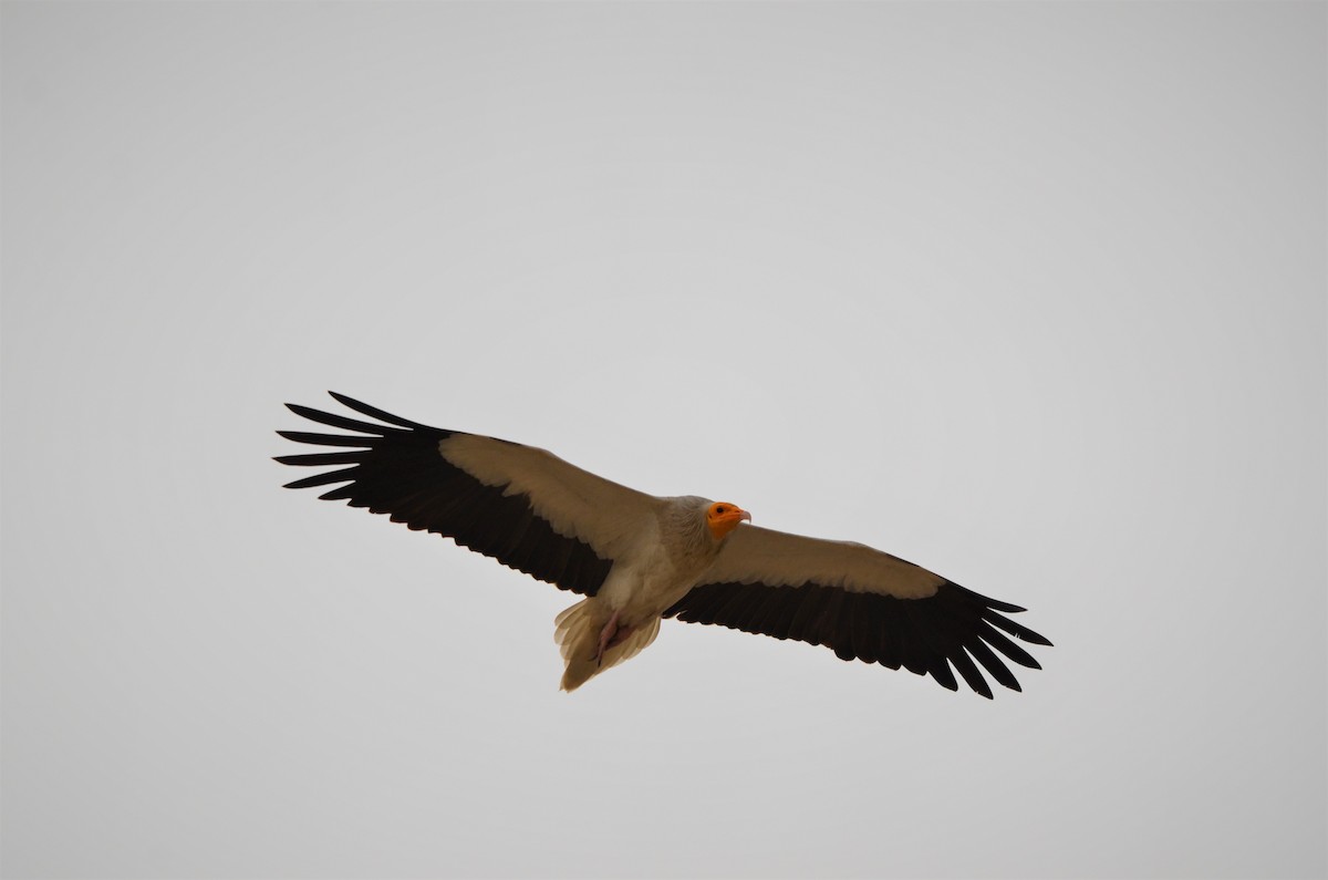 Egyptian Vulture - ML215362091