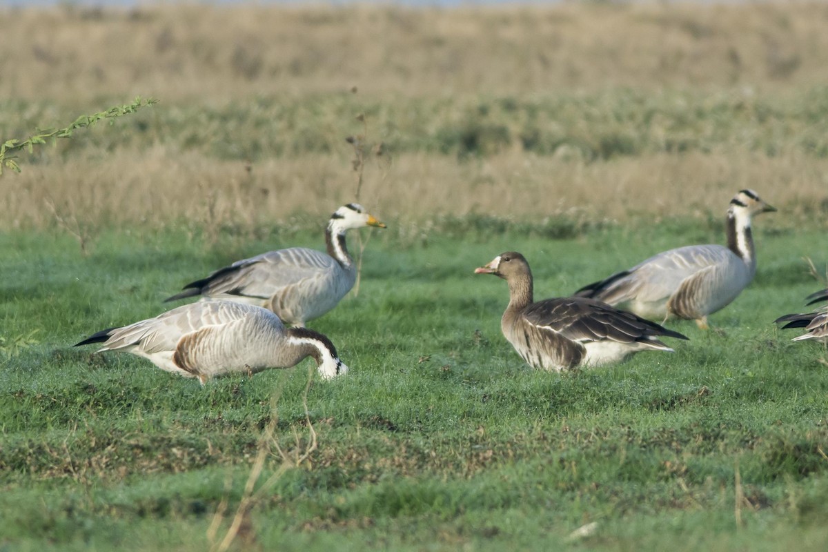 Greater White-fronted Goose - ML21536341