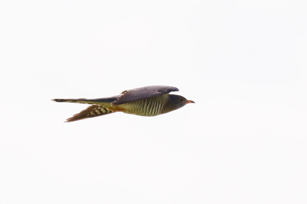 African Cuckoo - Michael O'Brien