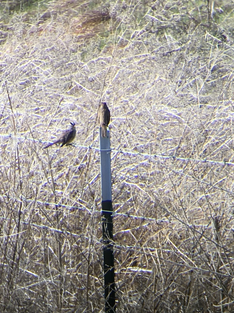 White-crowned Sparrow - ML215364911