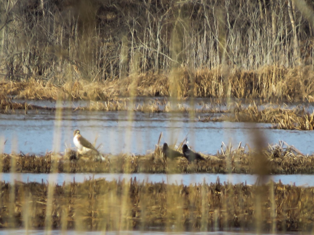 Red-tailed Hawk - ML215366401