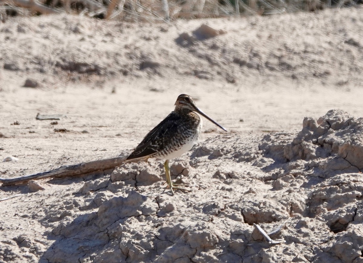 Wilson's Snipe - Dave Ebbitt