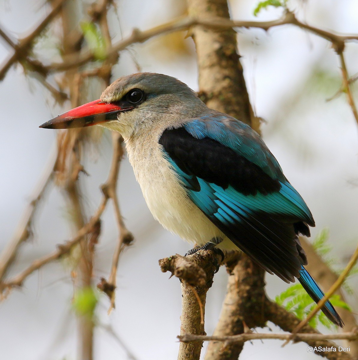 Woodland Kingfisher - ML215368041