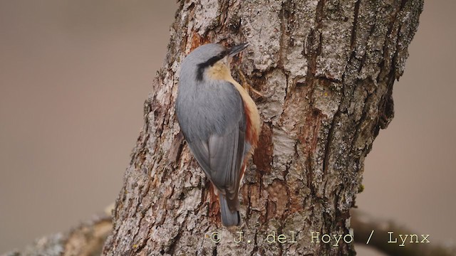 Eurasian Nuthatch - ML215368501