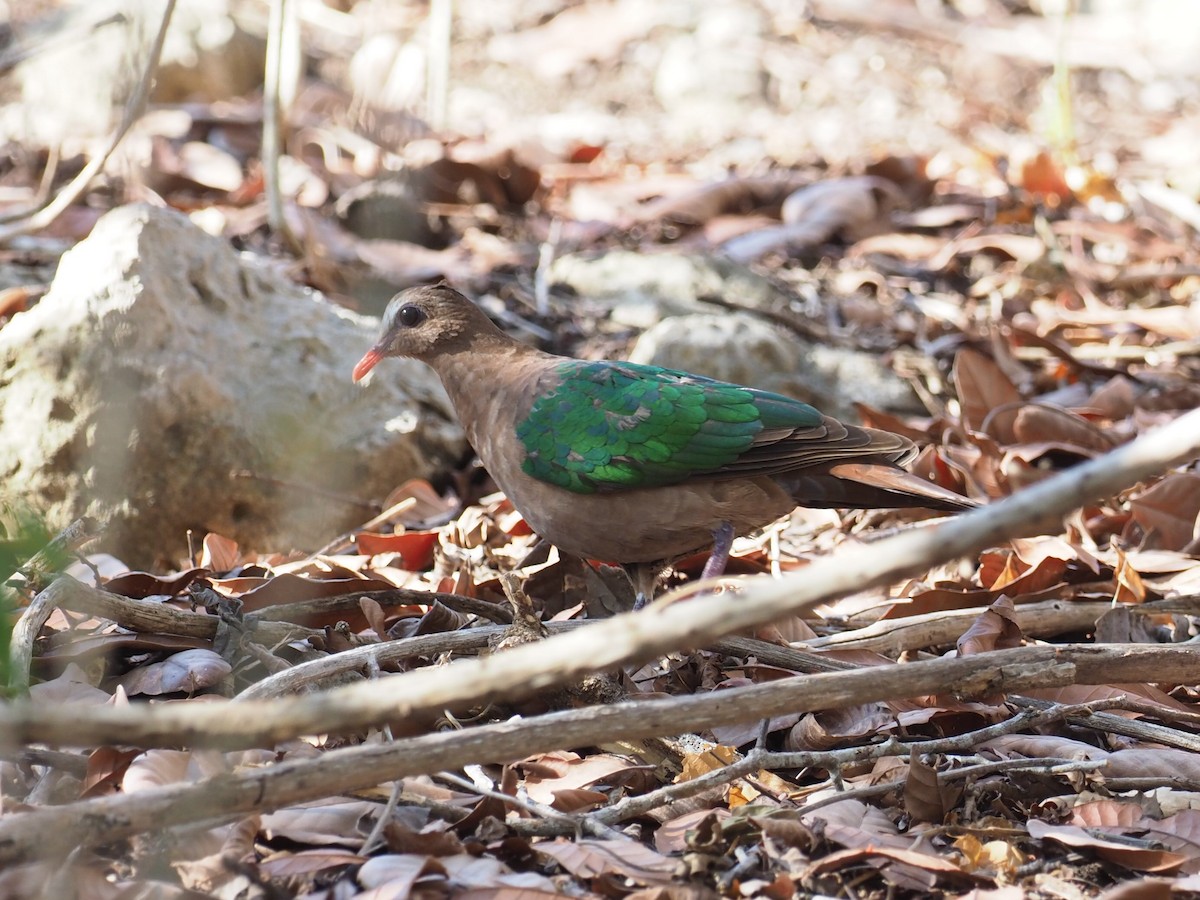holub zelenokřídlý - ML215370531