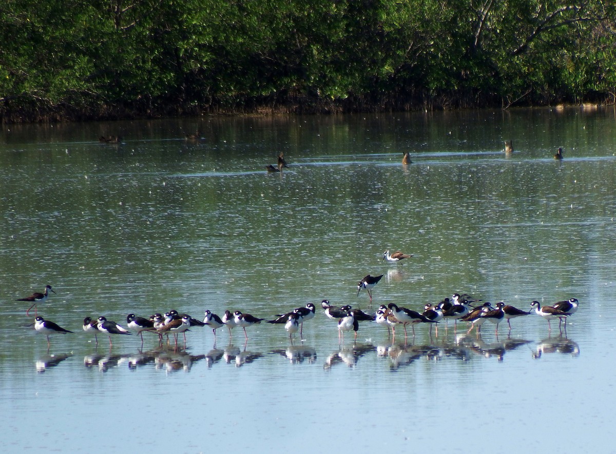 Black-necked Stilt - Gilberto Flores-Walter (Feathers Birding)