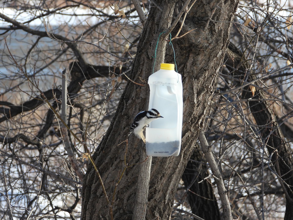 Downy Woodpecker - ML215372221