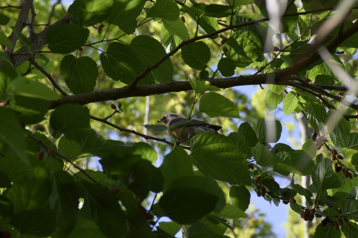 American Robin - ML215372711