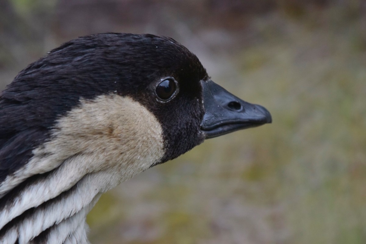 Hawaiian Goose - ML215374691