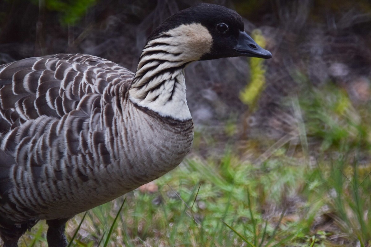 Hawaiian Goose - ML215374741