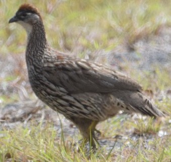 Erckel's Spurfowl - ML215374821