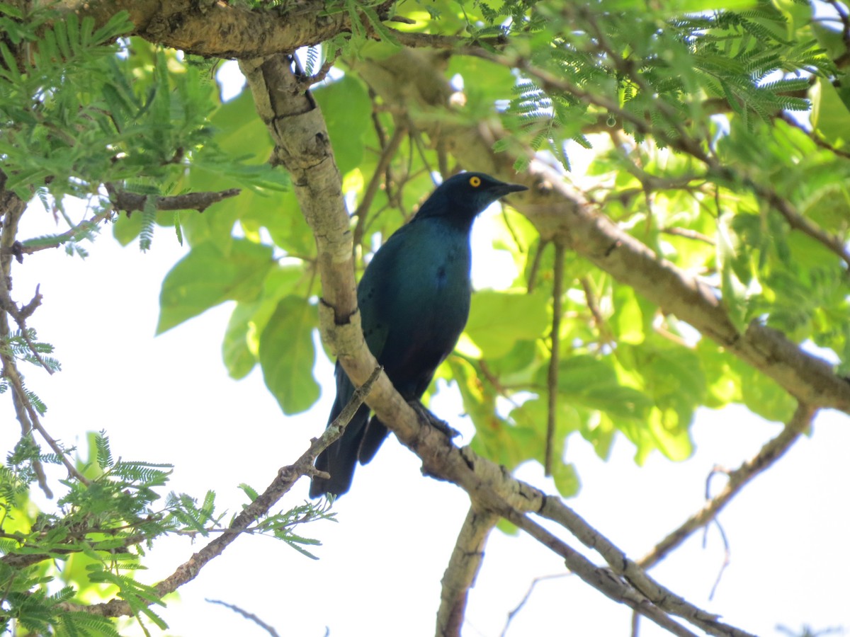Greater Blue-eared Starling - ML215375521