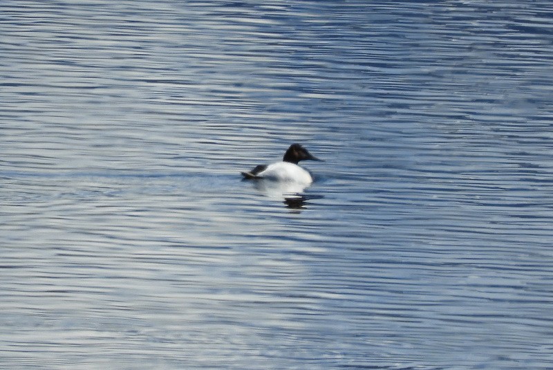 Canvasback - Jeff Harding