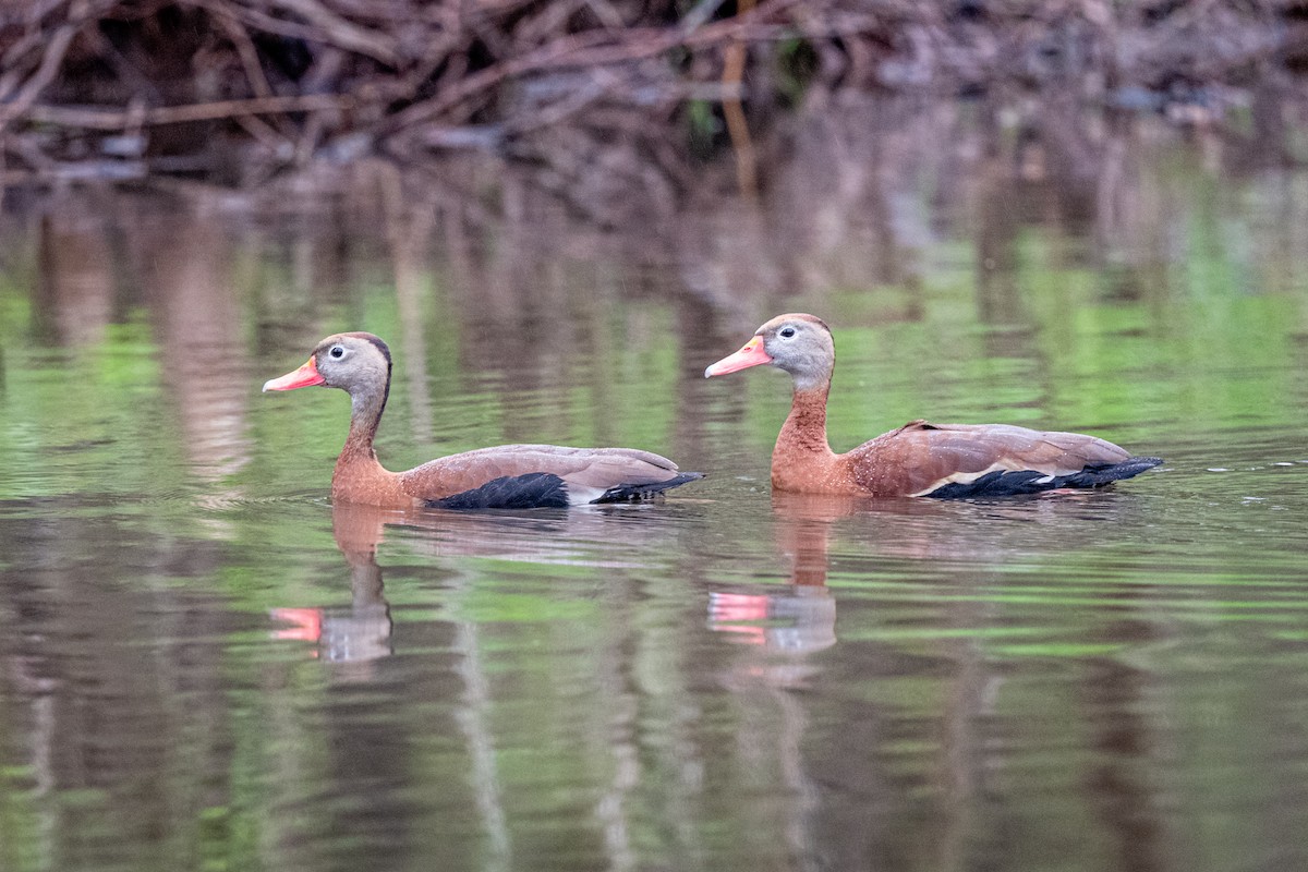 Black-bellied Whistling-Duck - ML215378031