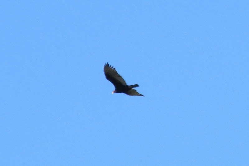 Turkey Vulture - ML215379851