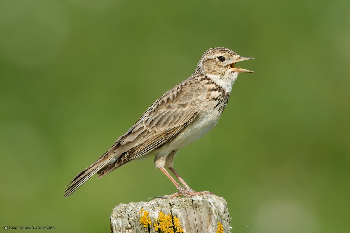 Eurasian Skylark - Rogério Rodrigues