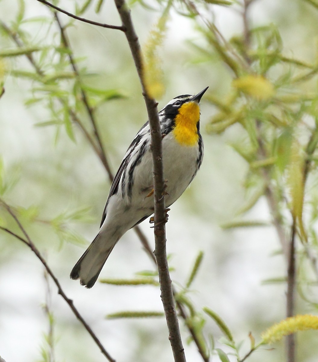 Yellow-throated Warbler - ML215382121