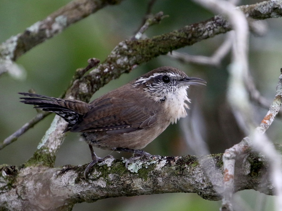 Adult (White-browed)