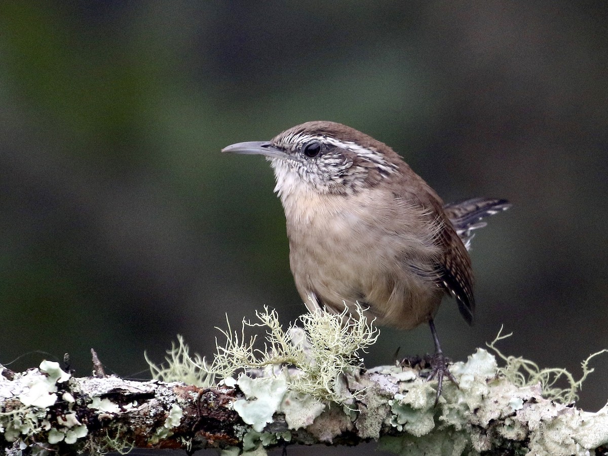 Adult (White-browed)