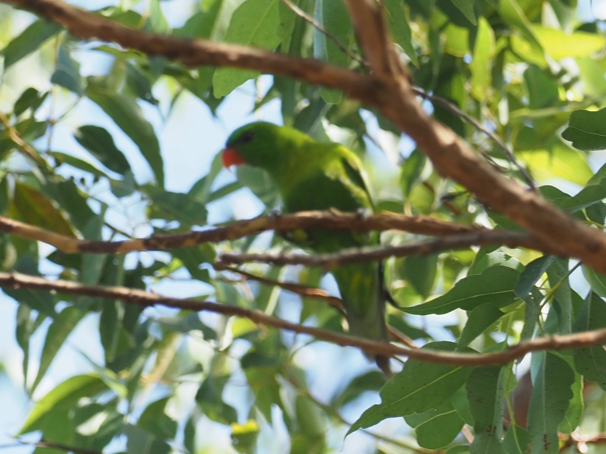 Weber Loriketi - ML215383561