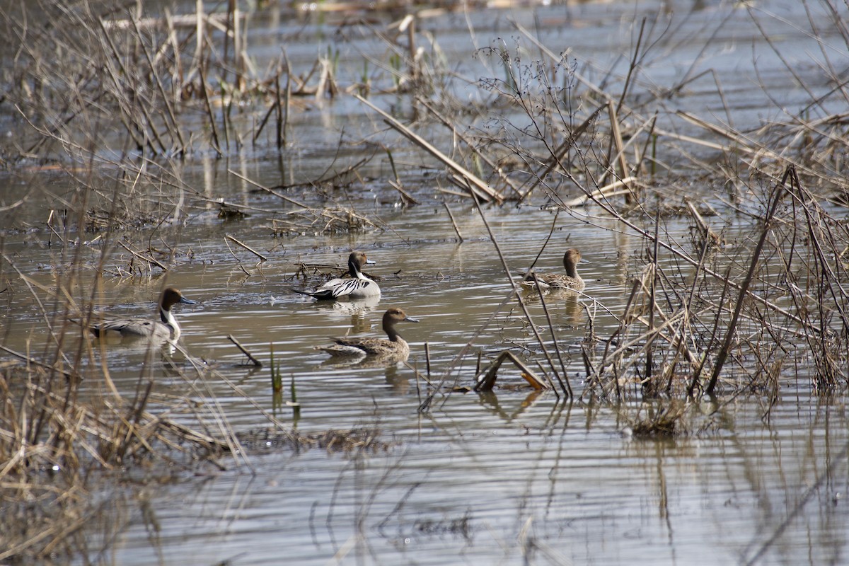 Northern Pintail - Bill Reaume