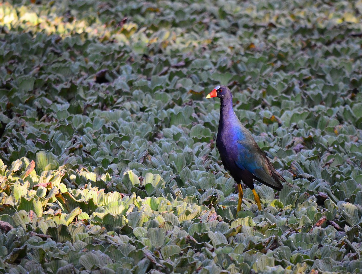 Purple Gallinule - ML215385151