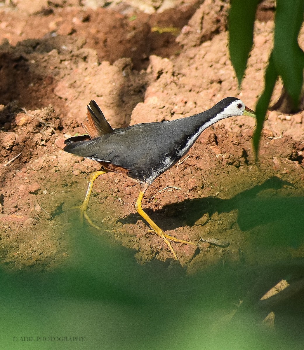 White-breasted Waterhen - ML215385261