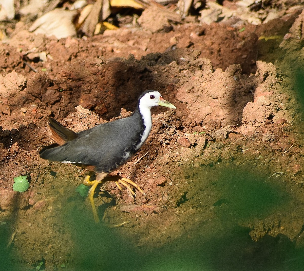 White-breasted Waterhen - ML215385621