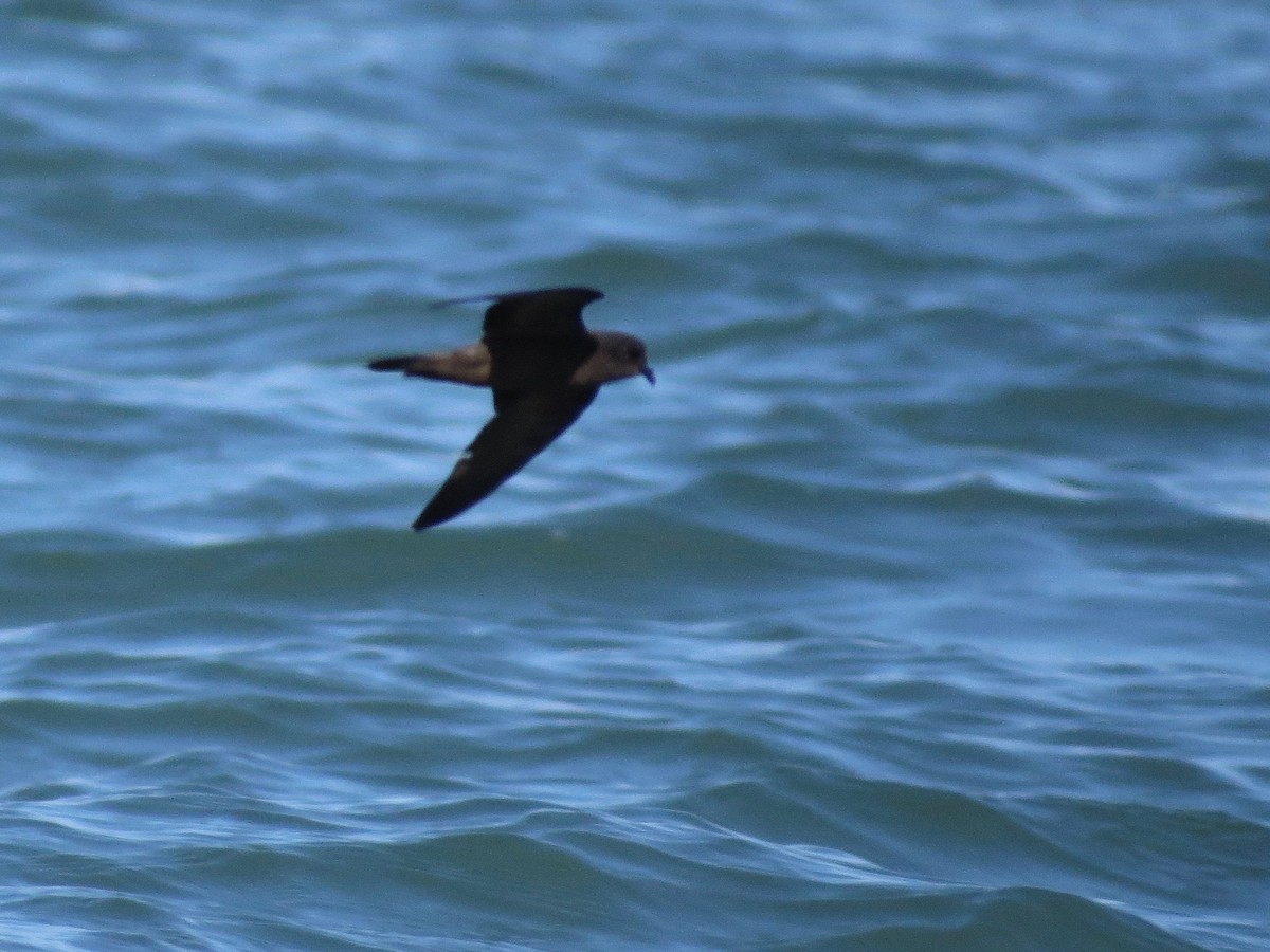 Least Storm-Petrel - ML21538701