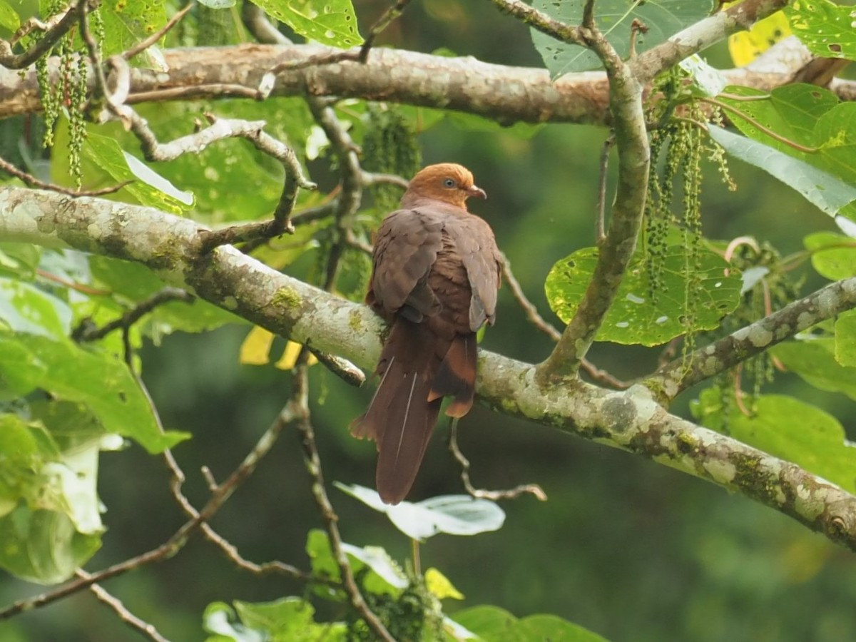 Ruddy Cuckoo-Dove - ML215387711