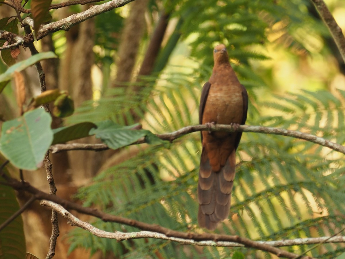 Ruddy Cuckoo-Dove - ML215387731