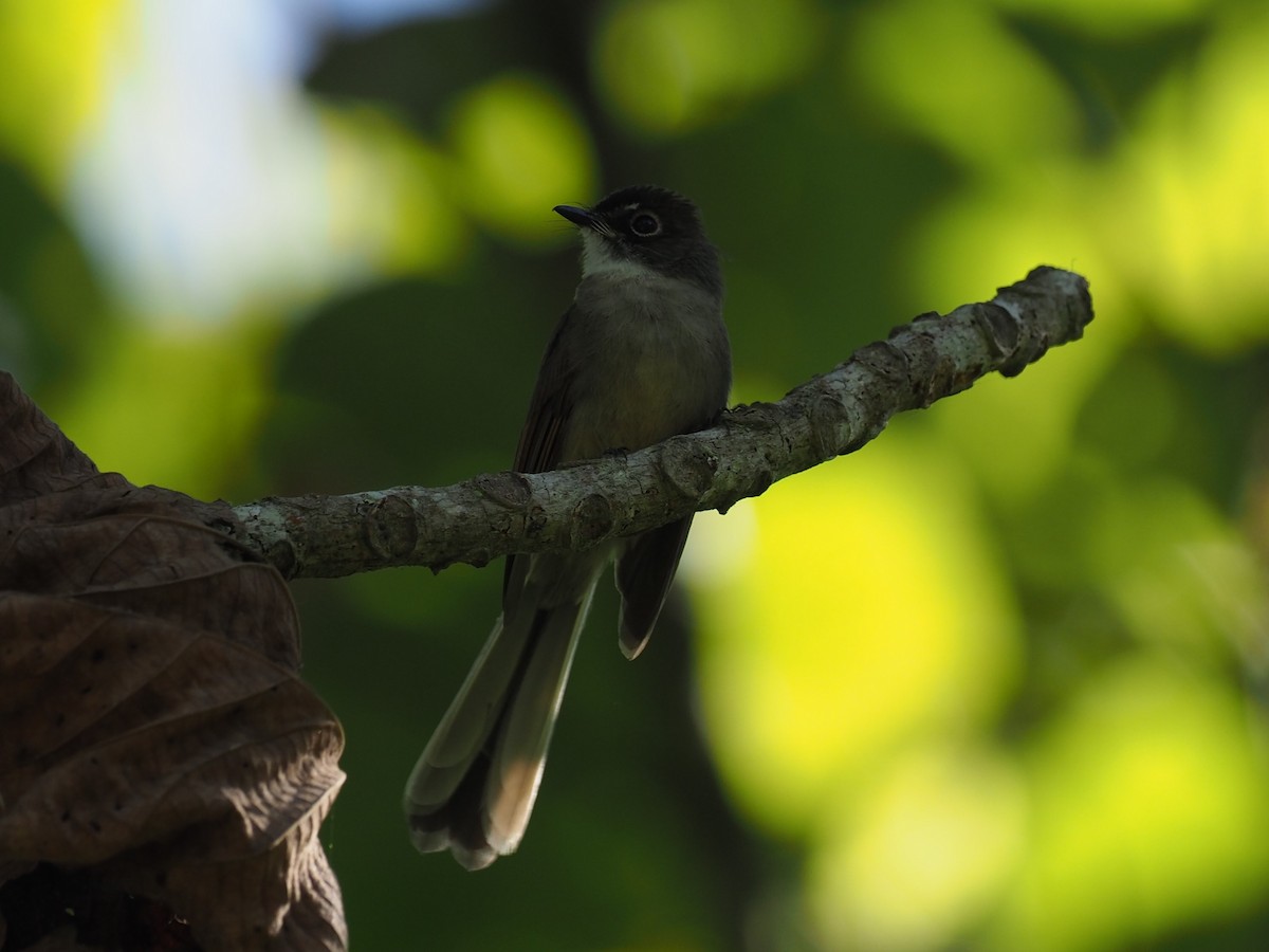 Brown-capped Fantail - ML215389131