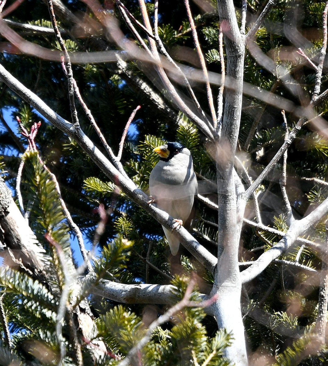 Japanese Grosbeak - ML215389401