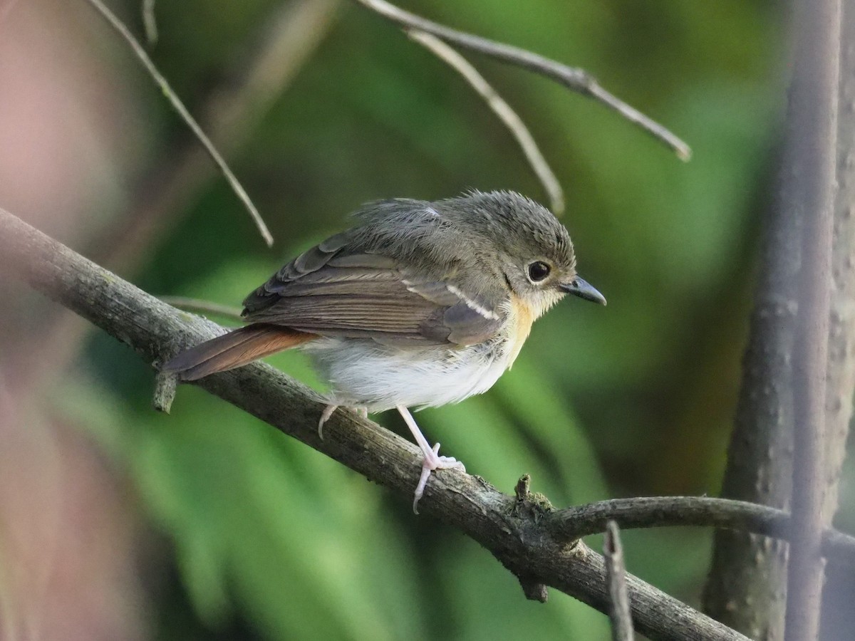 Rufous-chested Flycatcher - ML215392521