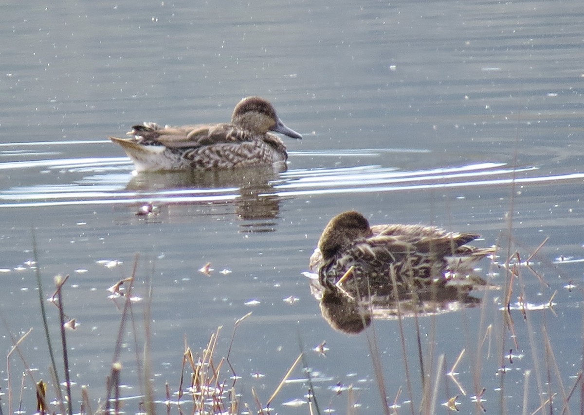 Green-winged Teal - Marya Moosman
