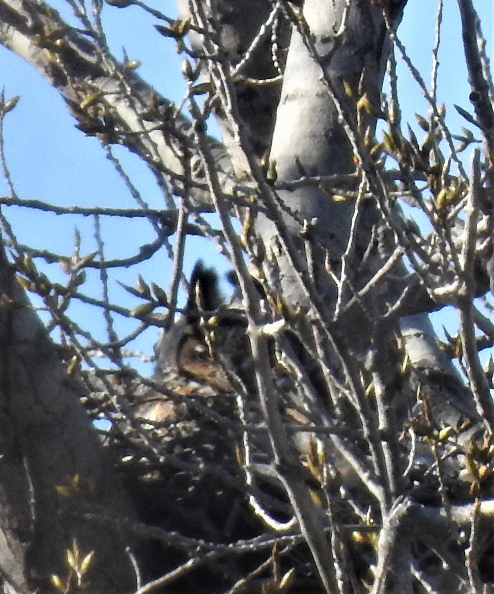 Great Horned Owl - Angelo Angelis