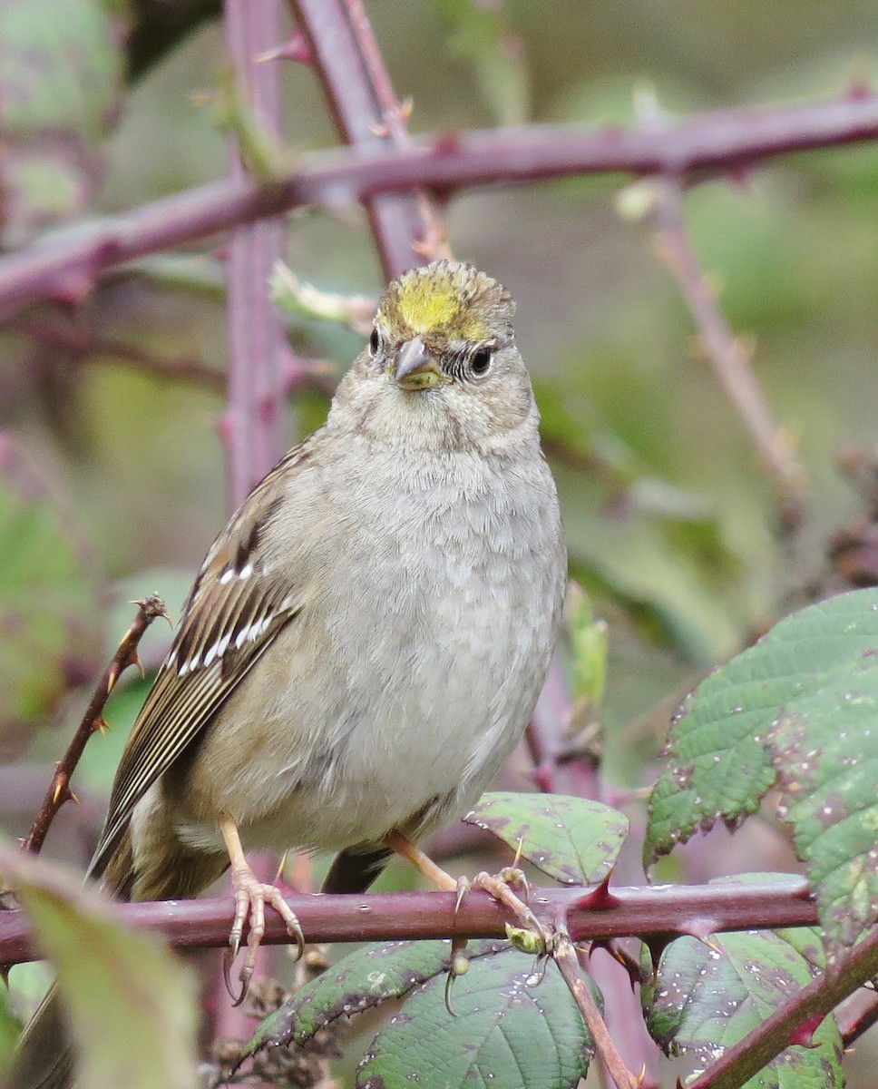 Golden-crowned Sparrow - ML215394651