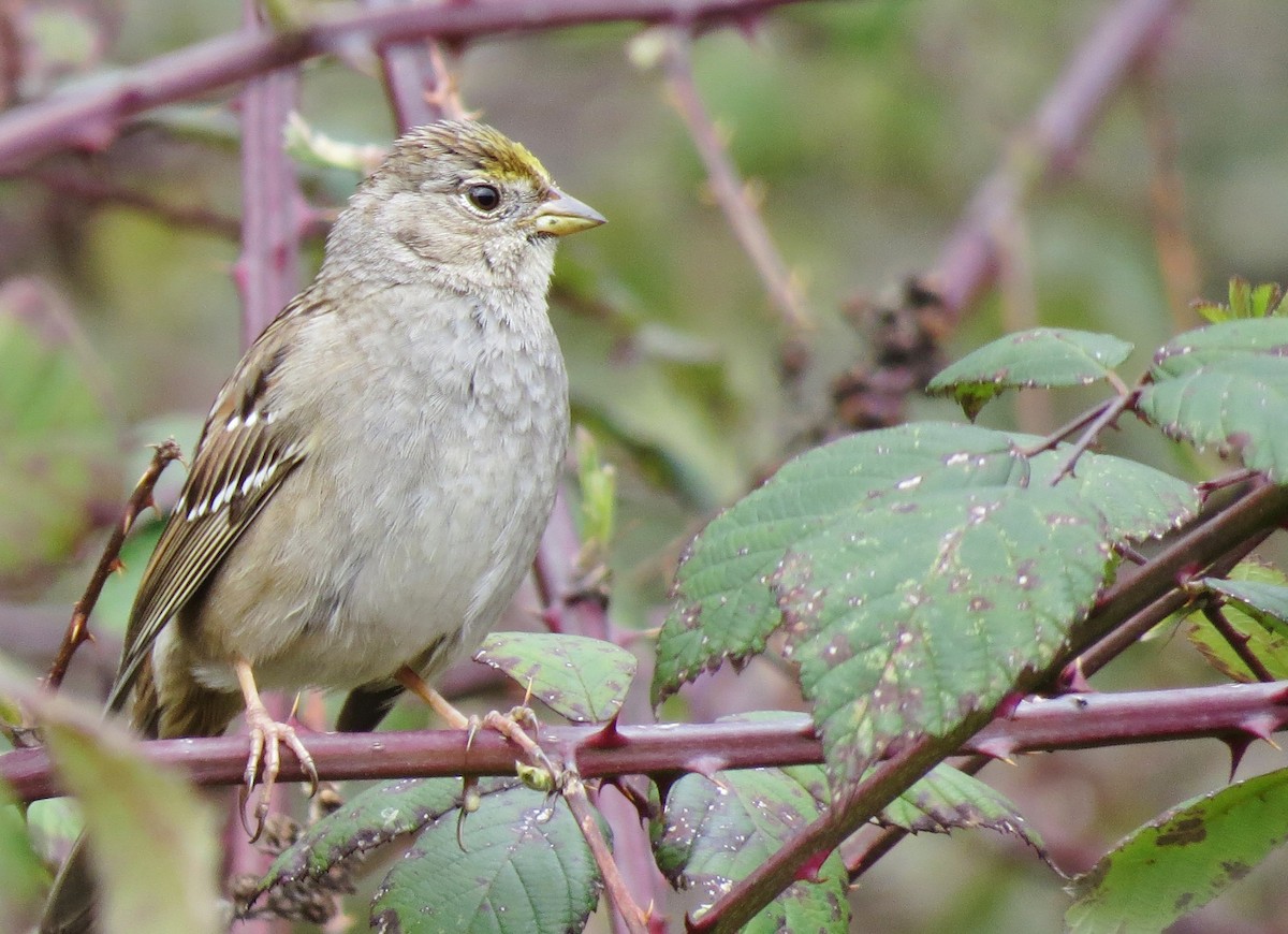 Golden-crowned Sparrow - ML215394661