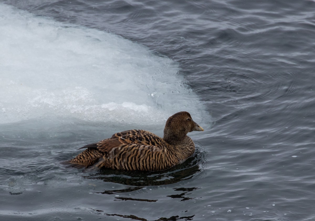 Common Eider - ML215395151