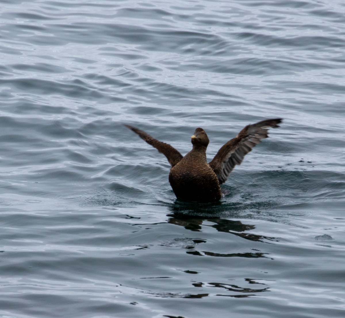 Common Eider - ML215395161