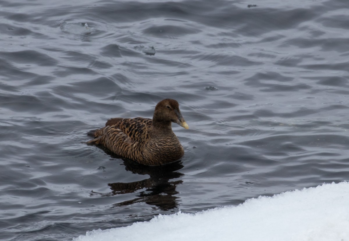 Common Eider - ML215395171